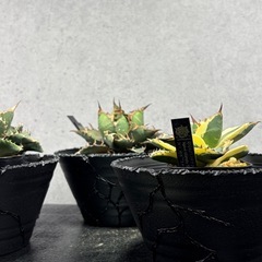 【一点物】アガベ・塊根専用リメイク鉢（超排水・岩壁仕立て）の画像
