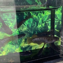 ★メダカ★ブラックマンバの画像