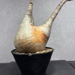 【一点物】アガベ・塊根専用リメイク鉢（超排水・岩壁仕立て）の画像