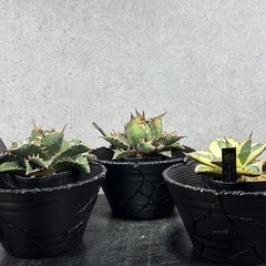 【一点物】アガベ・塊根専用リメイク鉢（超排水・岩壁仕立て）の画像