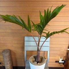 トックリヤシ お取引中の画像