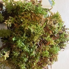 苔いろいろ　苔テラリウムにの画像