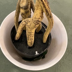 フェイクグリーン観葉植物の画像