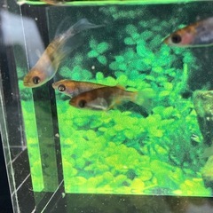 ★メダカ★和墨三色aの画像