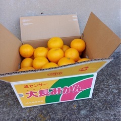 【決まりました】大崎下島産　八朔　B級品　10キロの画像