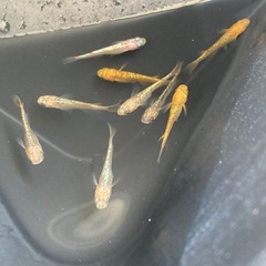 ★メダカ★サンシャイン
の画像