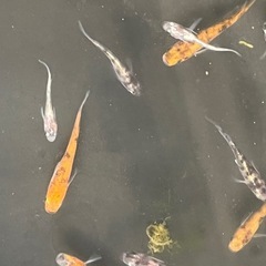 三色メダカ未選別6匹の画像