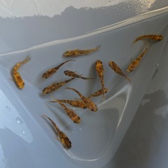 ★メダカ★赤虎の画像