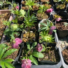 クリスマスローズ　ダブルピコティーの画像