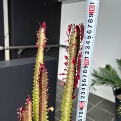 ユーフォ
ルビアの画像