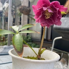 クリスマスローズ　紫スポットの画像