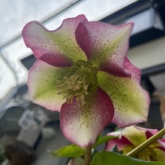 クリスマスローズ　白ピコティーの画像