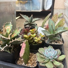 アガベ、多肉植物の画像