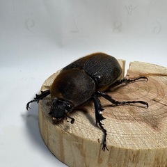 ③D.H ヘラクレスオオカブト新生中　ペアの画像