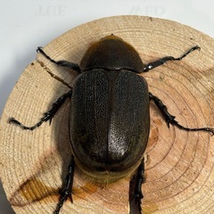 ③D.H ヘラクレスオオカブト新生中　ペアの画像