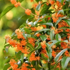 沈丁花・探してますの画像