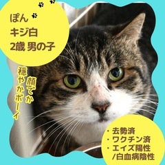 【キジシロ男の子2歳】お顔が真ん丸大きい❗️天然ボーイ