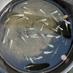 【相談中】緑光黒百式ラメ 3枚目の写真のメダカ全ての画像