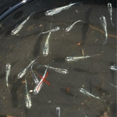【相談中】緑光黒百式ラメ 3枚目の写真のメダカ全ての画像
