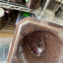 カブトムシ、ヘラクレス蛹ペアB品の画像