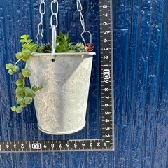 多肉植物 寄せ植えの画像