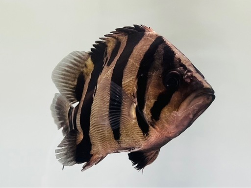 ダトニオ・リアルバンド