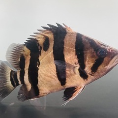 ダトニオ・リアルバンドの画像