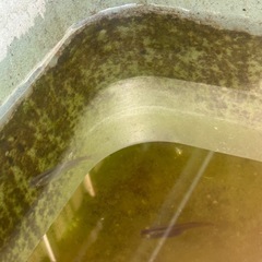 ❤️メダカ❤️の画像