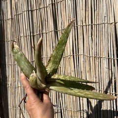 アロエ苗　２つの画像