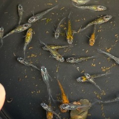 メダカ　夜桜系1枚目の写真全部の画像