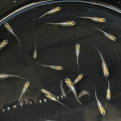 【相談中】メダカ天女20匹＋αの画像