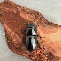 【即ブリ可】ツシマヒラタ　CBF1　ペア　70.3mm×38.6mmの画像