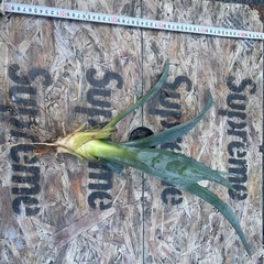 アガベ　　の画像