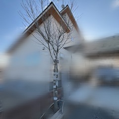 アオダモ　4m  の画像