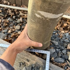 アオダモ　4m  の画像