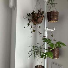 【無料】つっぱり棒/ハンガー・トレイ付＋観葉植物の画像