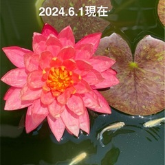 🌸睡蓮（ワンビサ ）1ポットの画像