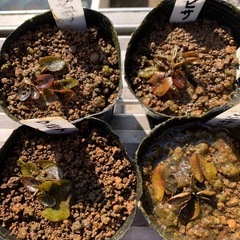 🌸睡蓮（ワンビサ ）1ポットの画像