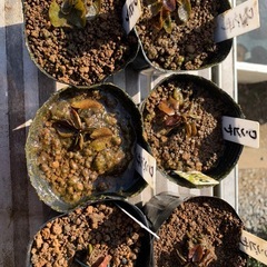 🌸睡蓮（ワンビサ ）1ポットの画像