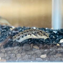 サワガニ×1、ドジョウ×1、ミナミヌマエビ×2の画像