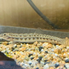 サワガニ×1、ドジョウ×1、ミナミヌマエビ×2の画像