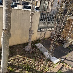 大型植木鉢や植木の画像