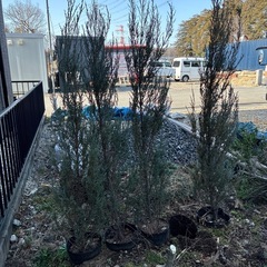 コニファーブルーアローの画像