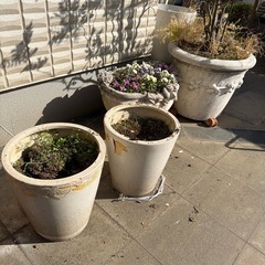 大型植木鉢や植木の画像