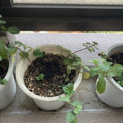 和ハッカの画像