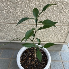 ユズ苗木の画像