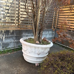 植木鉢や植木の画像