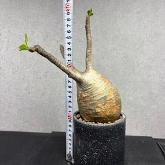 【発根済・現地球】パキポディウム・グラキリス 象牙宮（まん丸良型・鉢ごと）の画像