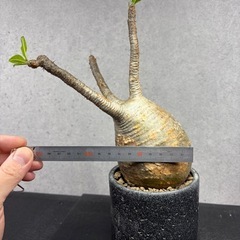 【発根済・現地球】パキポディウム・グラキリス 象牙宮（まん丸良型・鉢ごと）の画像