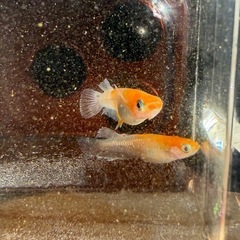 レッドクリフ紅白2ペア_メダカの画像